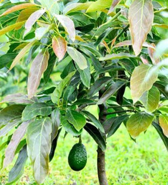 Avocado Tree